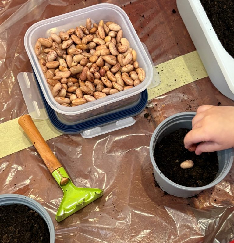 Pokus- sadnja graha u mješovitoj skupini II “Slonići”