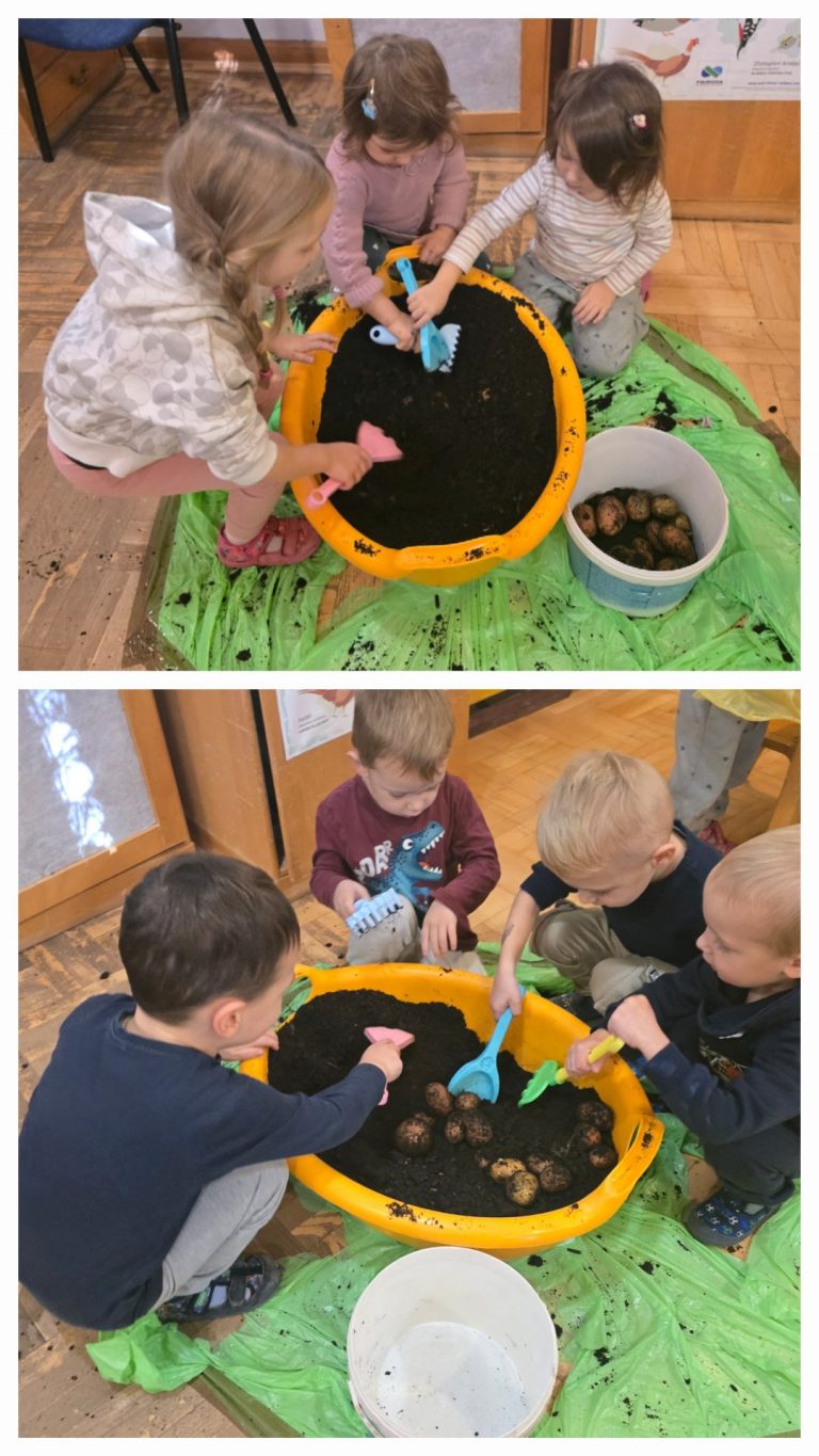 Skupina “Točkice” istražuje krumpir